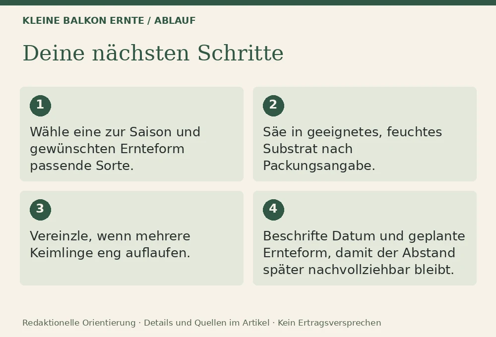 Mangold im Kübel: Ablauf