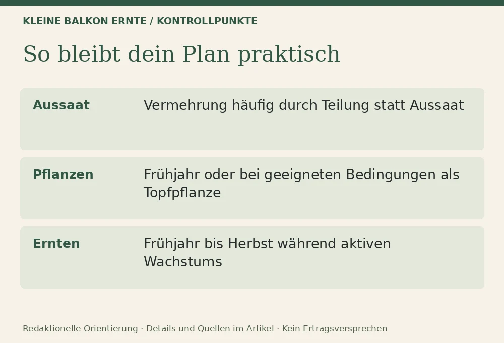 Minze im Topf richtig anbauen: Kontrollpunkte