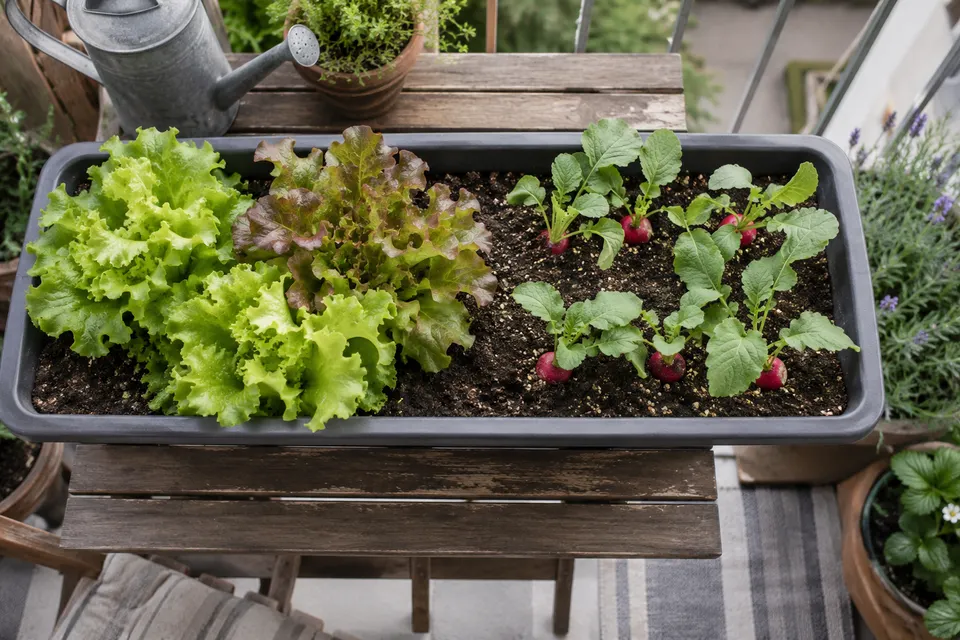 Salat und Radieschen mit Abstand in einem breiten Gefäß.
