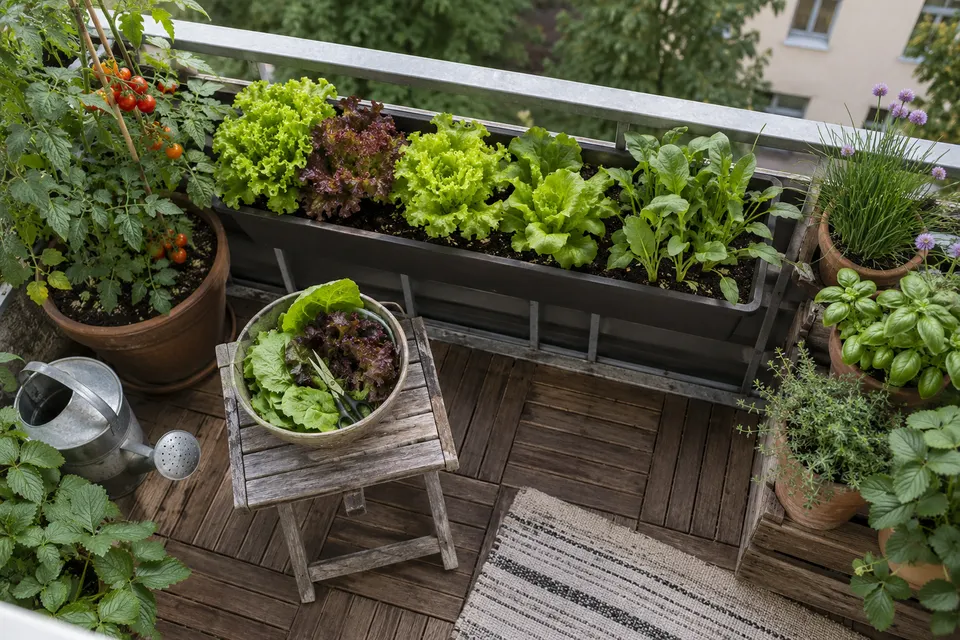 Kleine Salaternte neben gut erreichbaren Pflanzkästen.