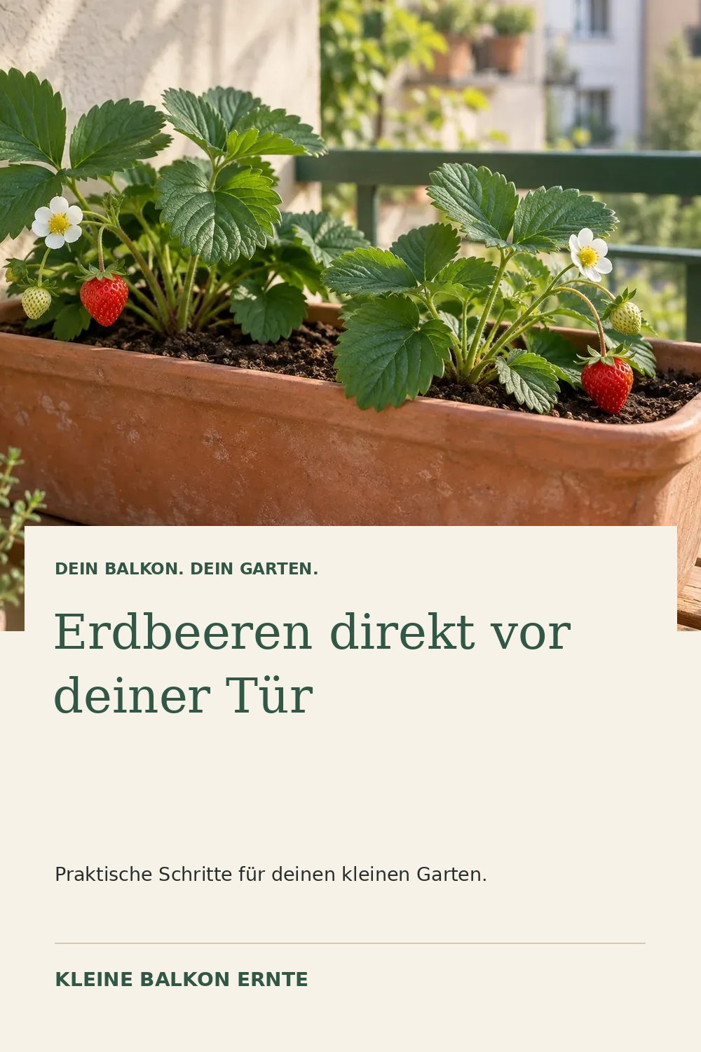 Pinterest-Grafik: Erdbeeren auf dem Balkon – Variante 1