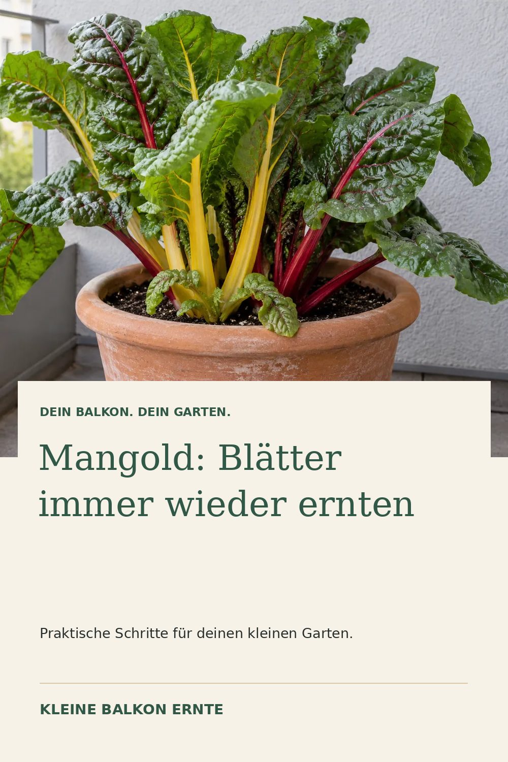 Pinterest-Grafik: Mangold im Kübel – Variante 1