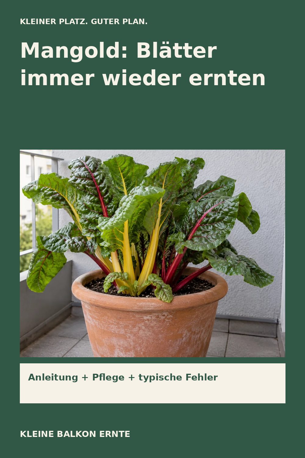 Pinterest-Grafik: Mangold im Kübel – Variante 2