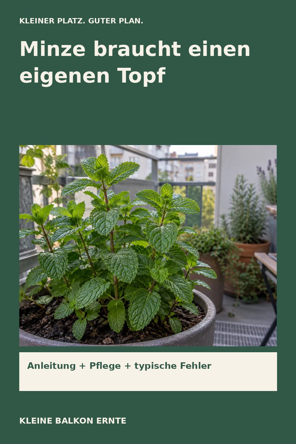 Pinterest-Grafik: Minze im Topf richtig anbauen – Variante 2