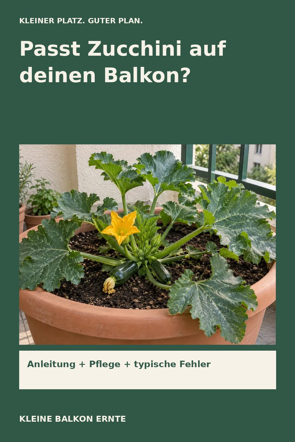 Pinterest-Grafik: Zucchini auf dem Balkon: Wann es sinnvoll ist und wann nicht – Variante 2